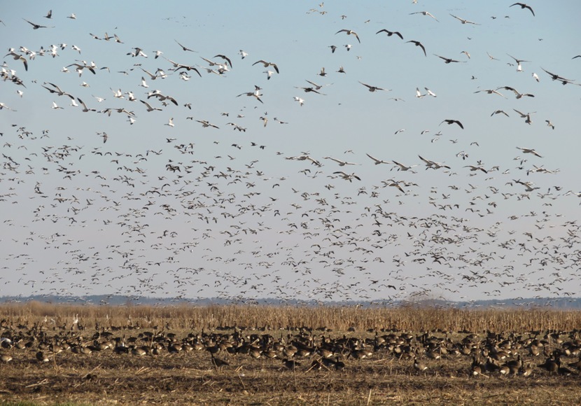 Many birds in flight with Canada geese on the ground