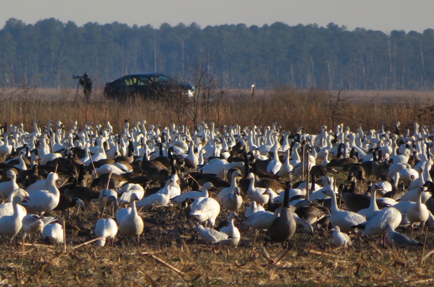 A mix of birds with a birdwatcher in the background