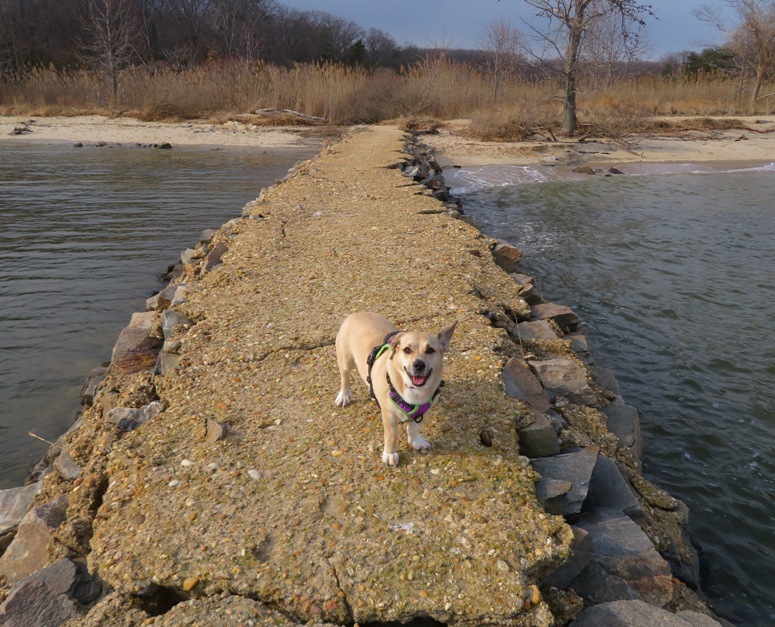 Daphne stading on a concrete and rock jetty with one ear flipped up