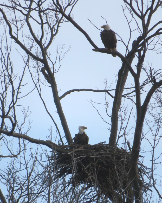 Two eagles, one in nest and one on branch above