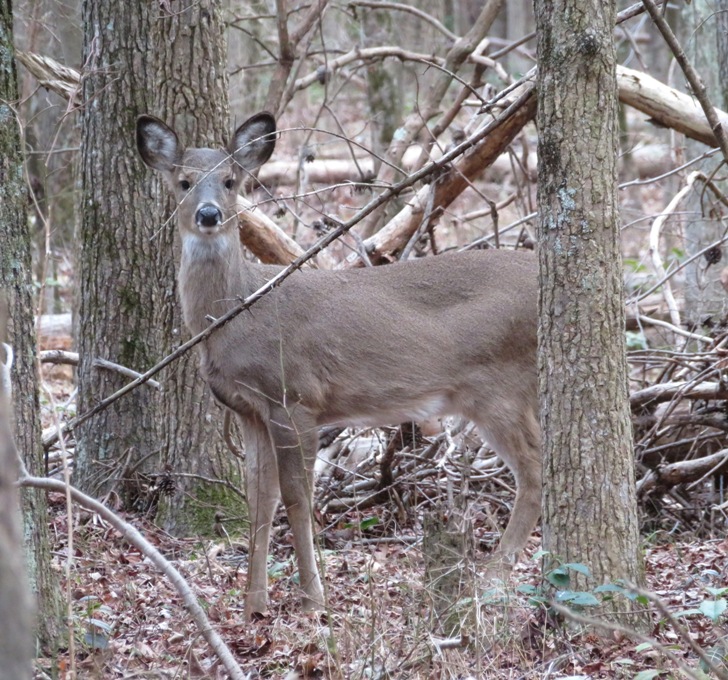 Doe looking at me