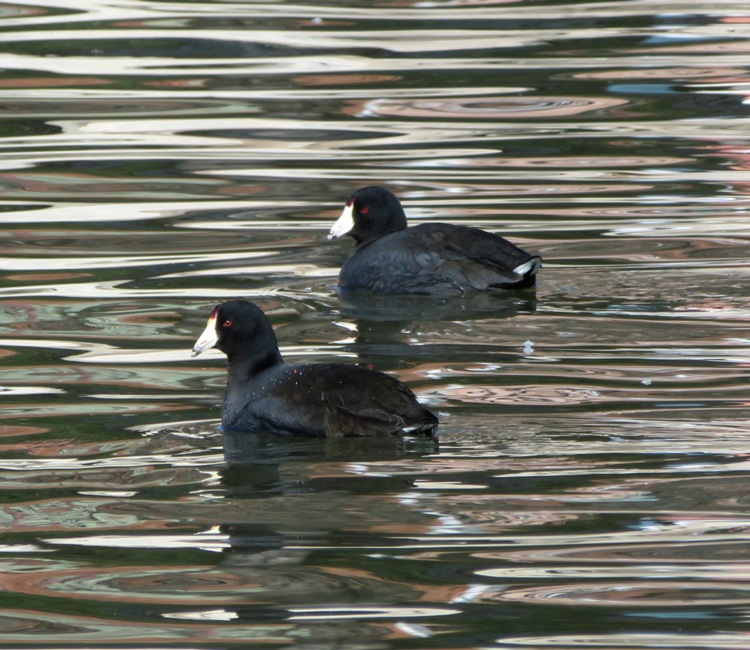 Two American coots on the water