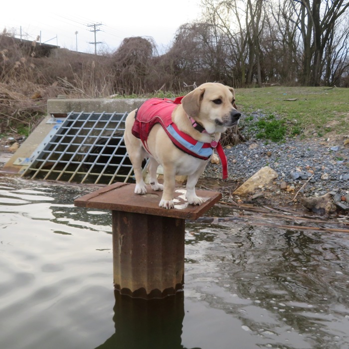 Daphne standing on a submerged pedestal