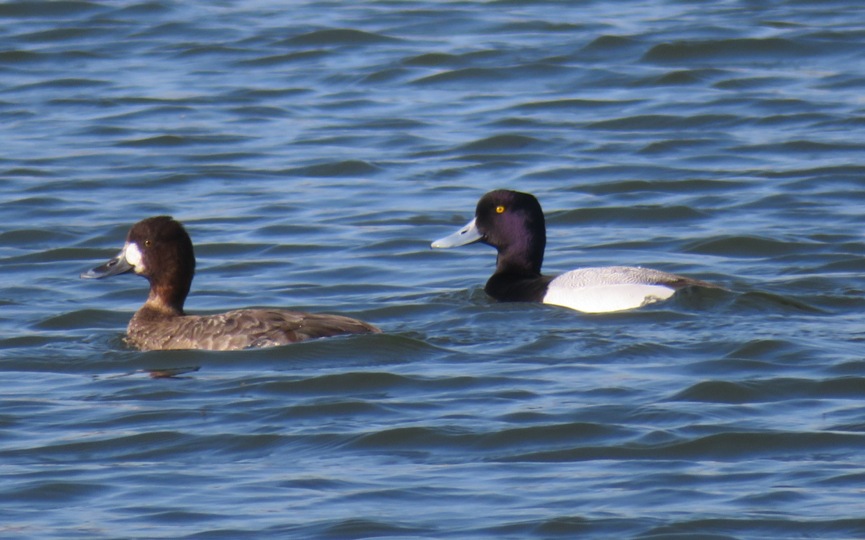 Male and female greater scaup on the water