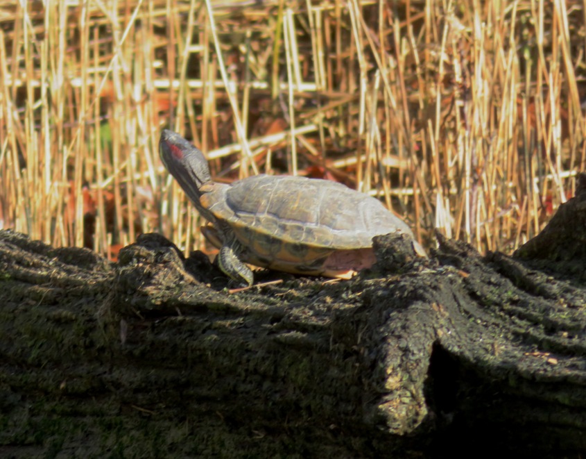 Red-eared slider on a log