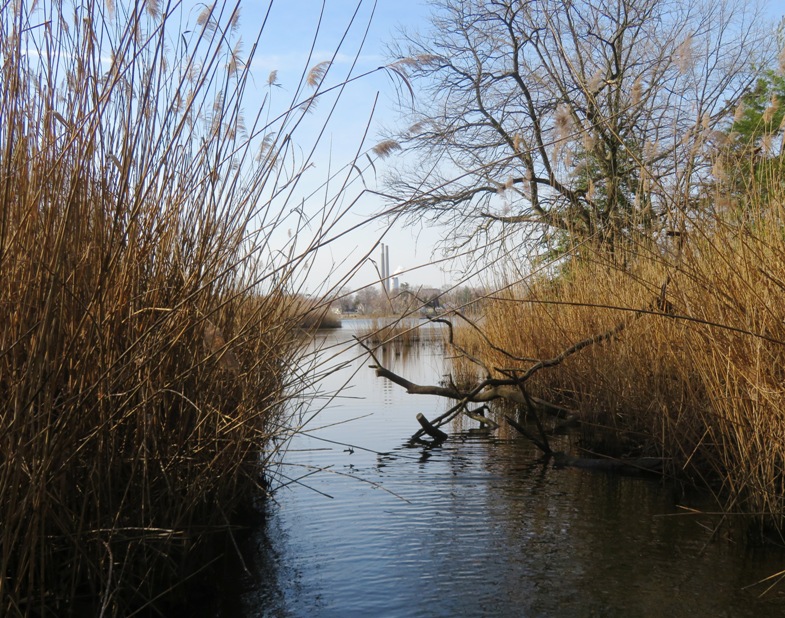 View of Herbert A. Wagner electric generating station through the reeds