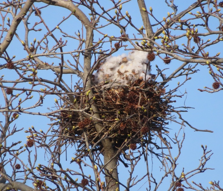 Nest full of what looks like downy feathers