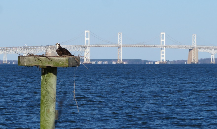 Osprey on nesting platform with Chesapeake Bay Bridge in the background