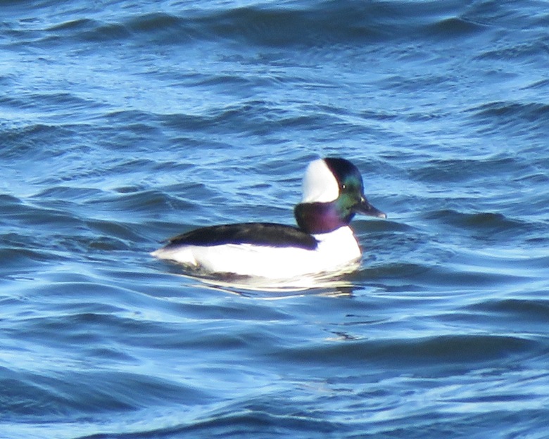 Bufflehead duck