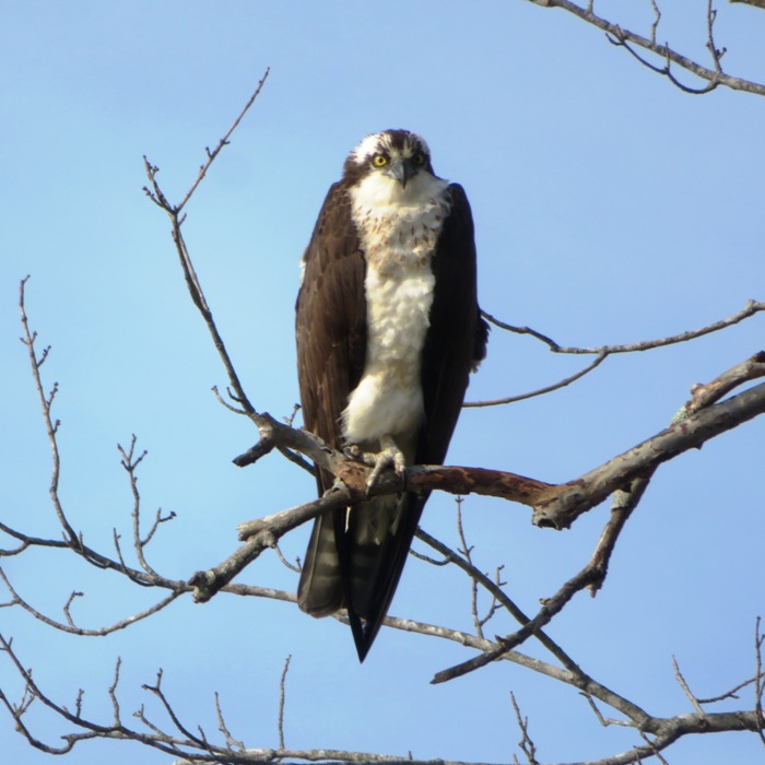 Osprey perched in tree