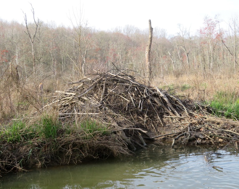 Beaver lodge