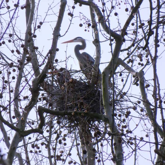 Single nest with two herons