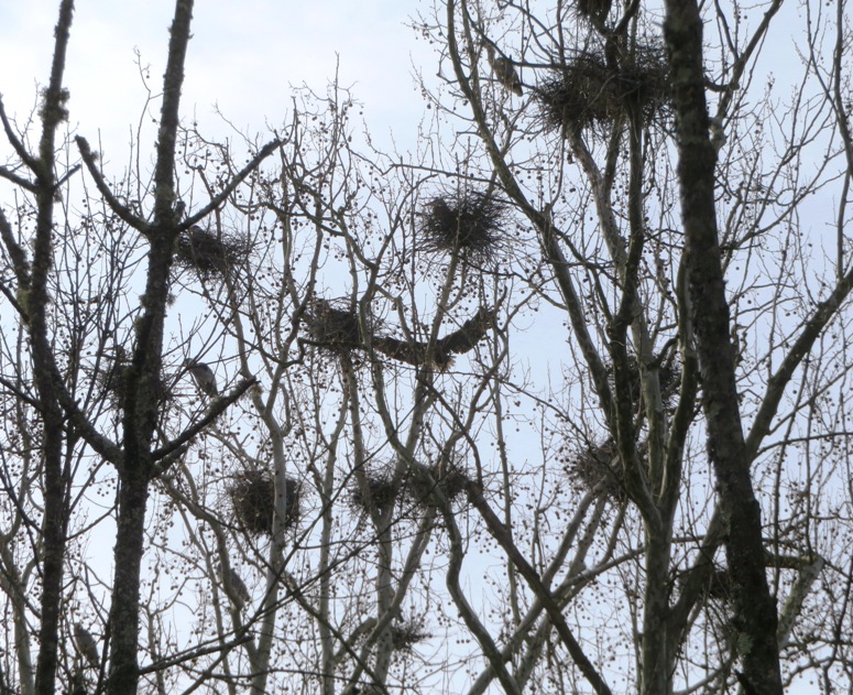 Over a dozen nests with at least five herons, one in flight