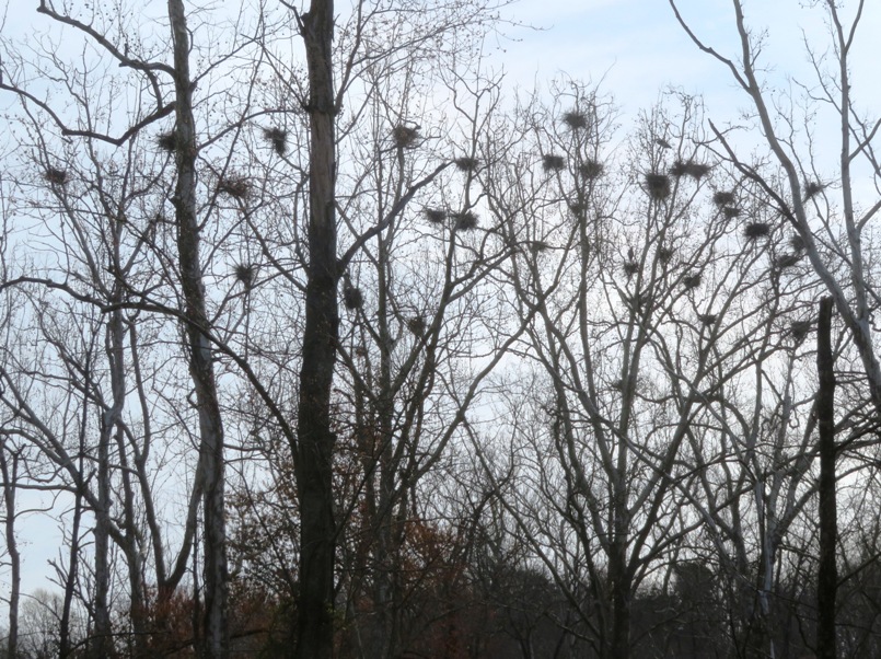 Almost three dozen nests