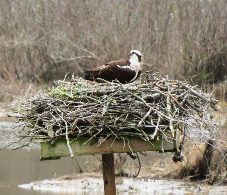 Osprey in nest on platform