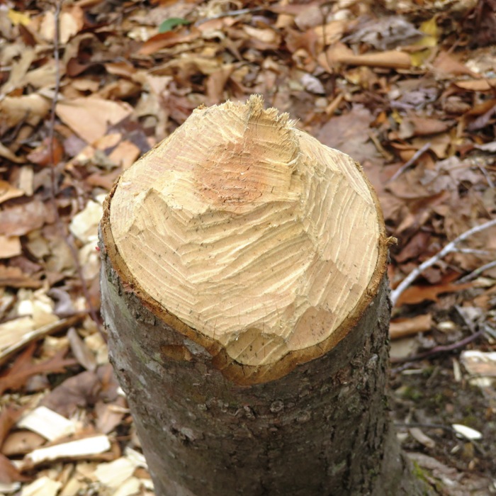 Gnaw marks from beaver on tree stump