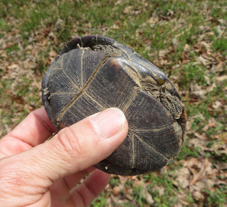 Turtle in my hand, not box