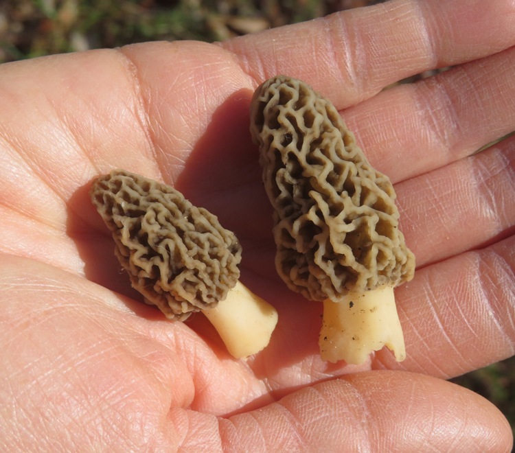 Two small morel mushrooms