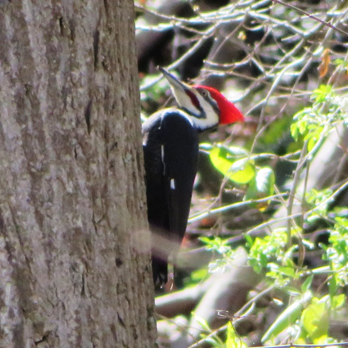 Pileated woodpecker