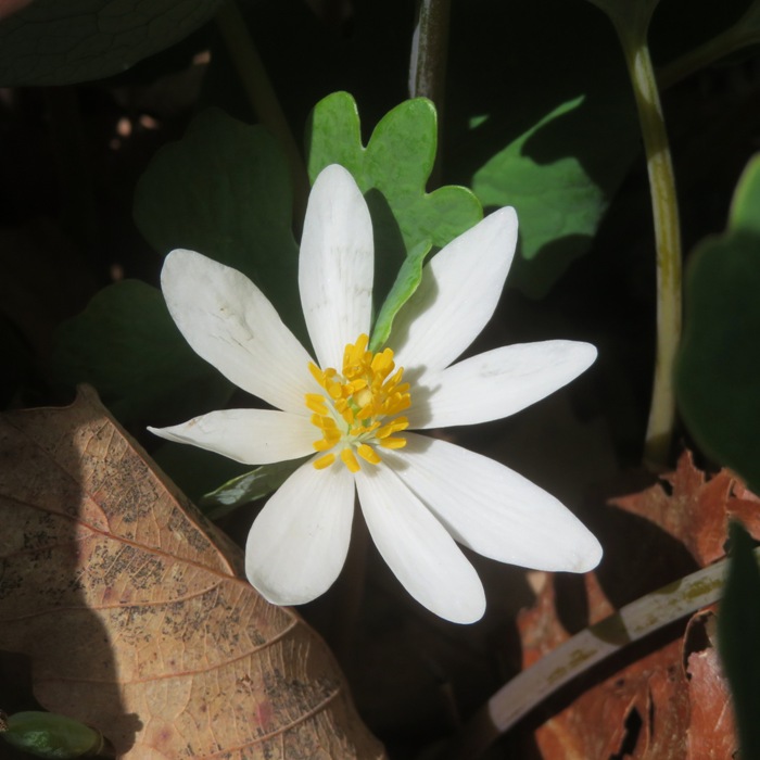 Small flower with white petals and yellow center