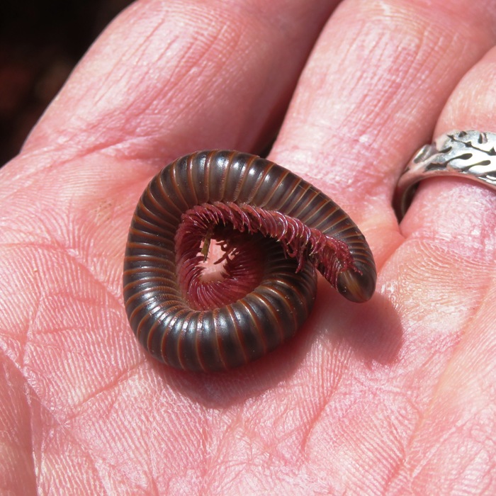 Millipede in my hand