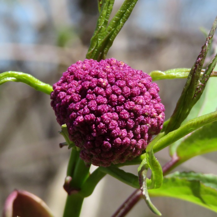 Unknown purple flower