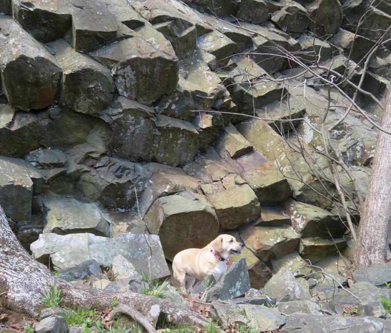 Daphne in front of basalt columnar jointing