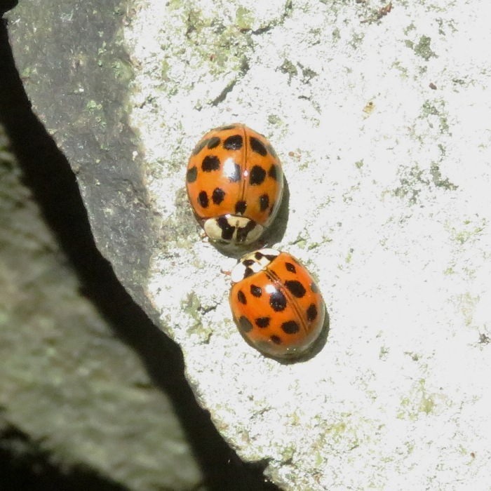 Two non-native Asian lady beetles