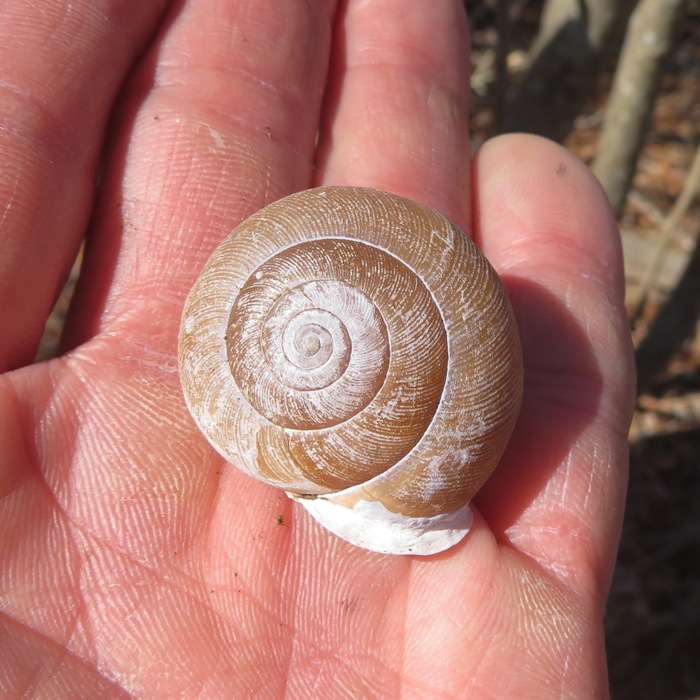 Snail shell in my hand