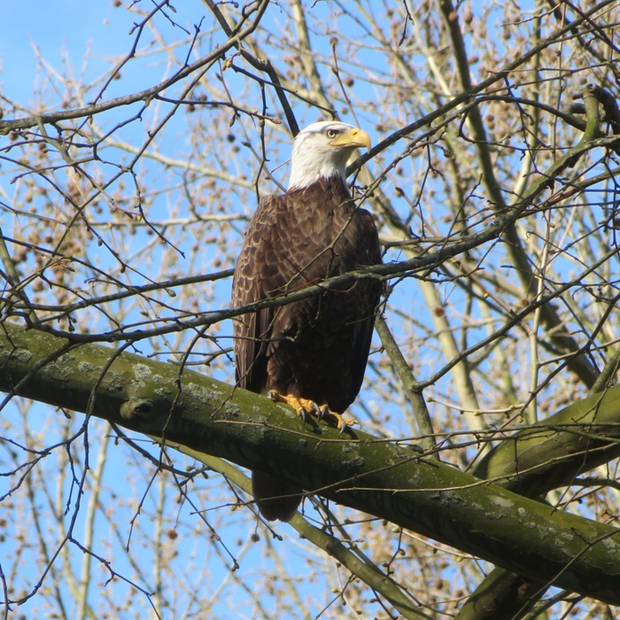 Bald eagle perched in a tree