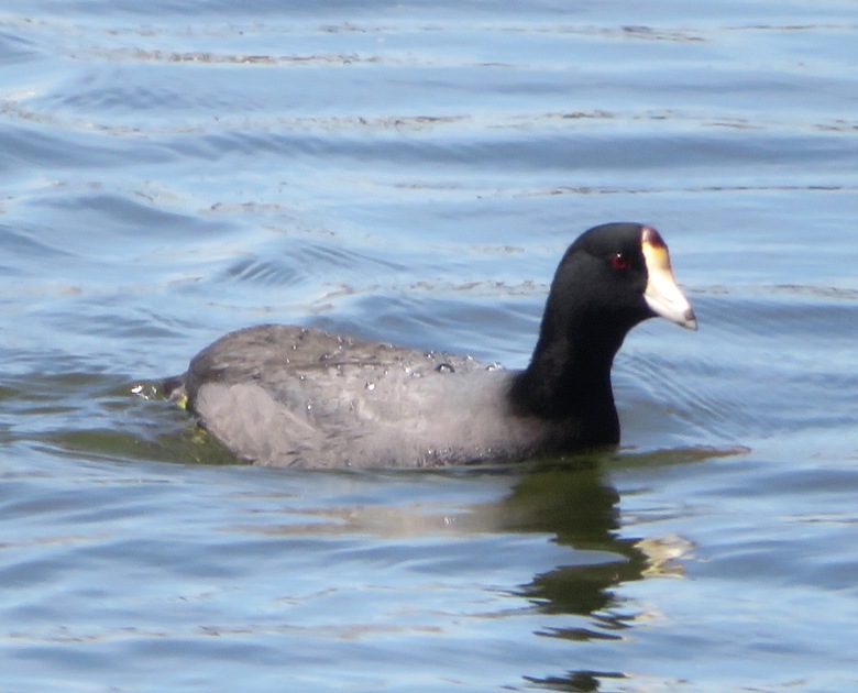 American coot bird on water