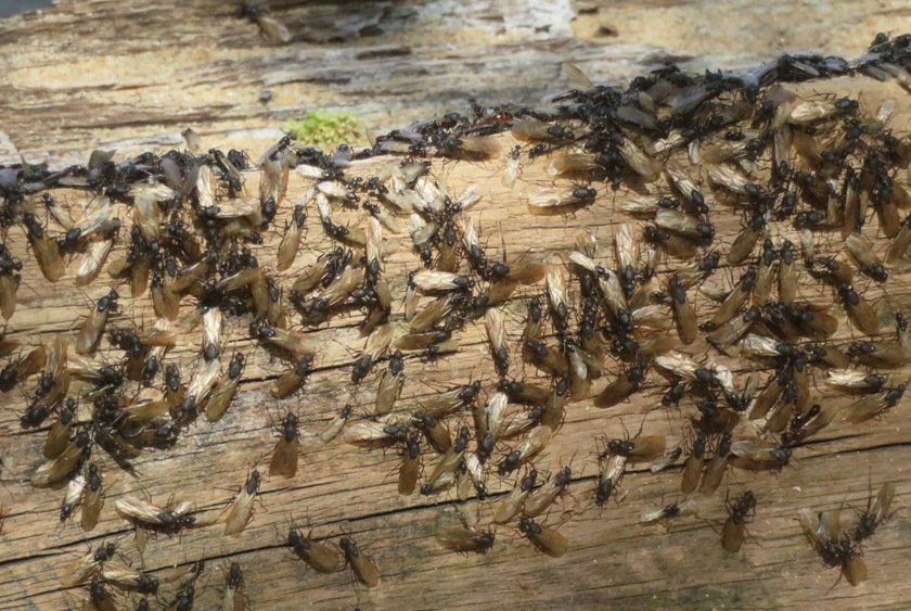 Dozens on a log