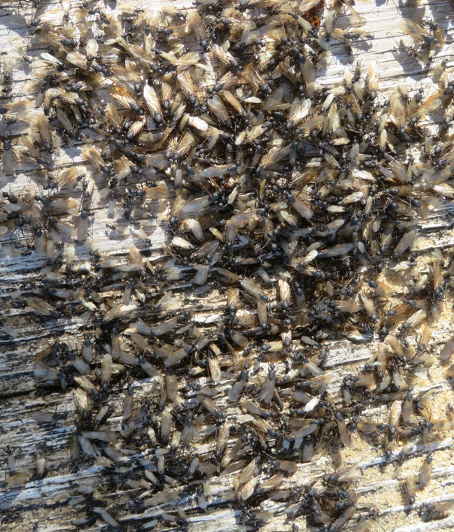 Hundreds on piece of rotting wood