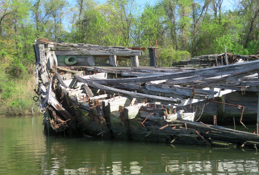 Canada goose perched on bow of wreck