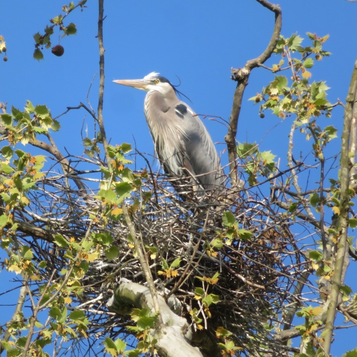 Great blue heron on nest