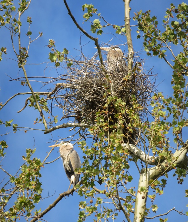 Two herons at nest