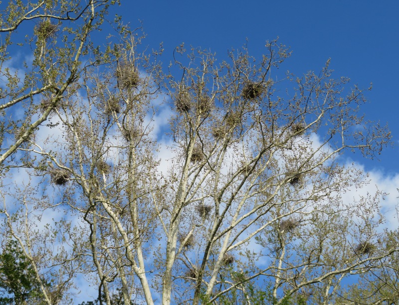 Rookery