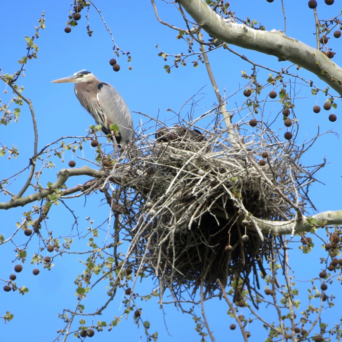 Heron at nest with one inside