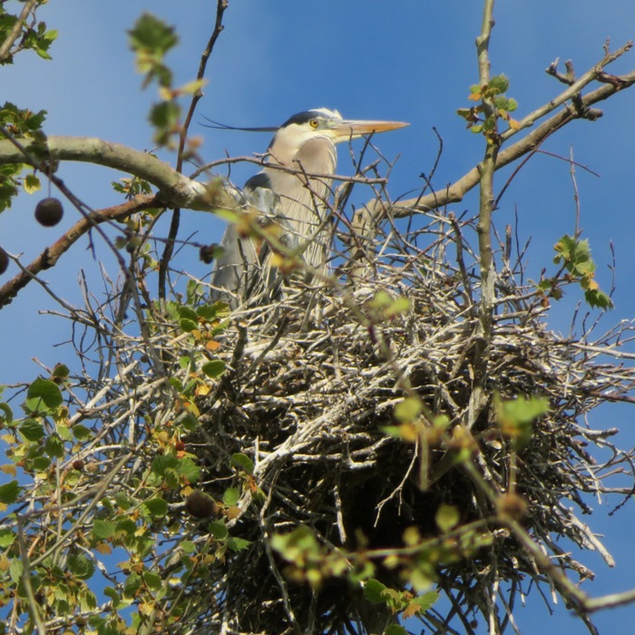 Feather at the back of a heron's head sticking out horizontally