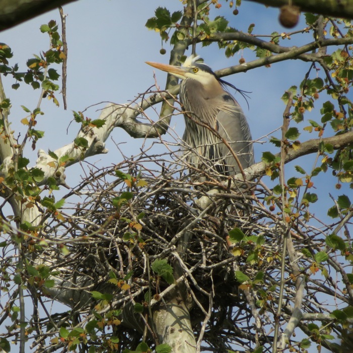 Great blue heron on nest