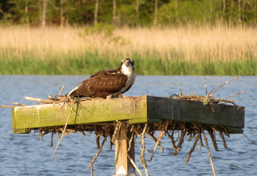 Osprey on nest