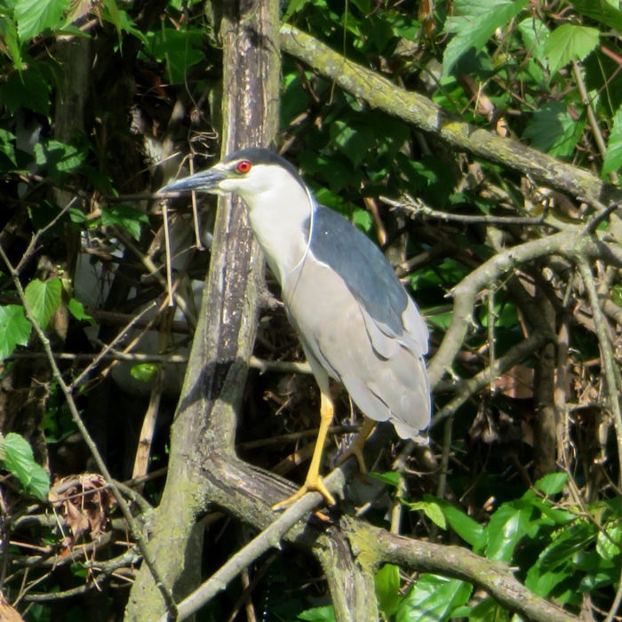 Perched black-crowned night heron in tree