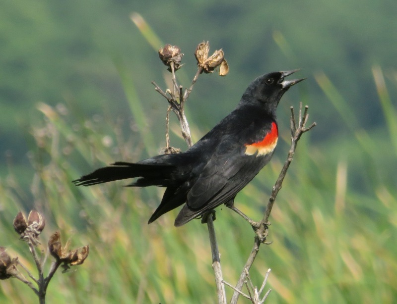 Male red-winged blackbird