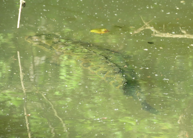 Unclear photo of snakehead fish