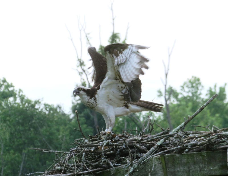 Osprey on nest with wings partially spread