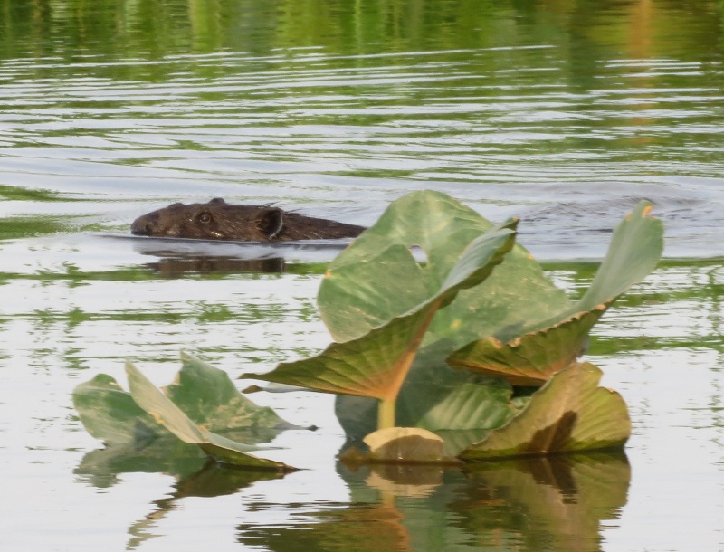 Beaver swimming behind spatterdock