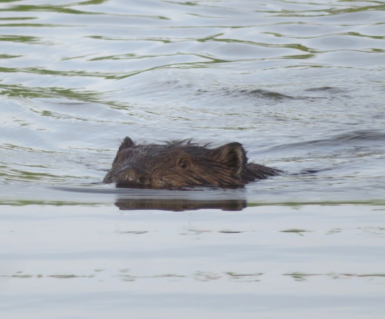 Front port side of beaver swimming