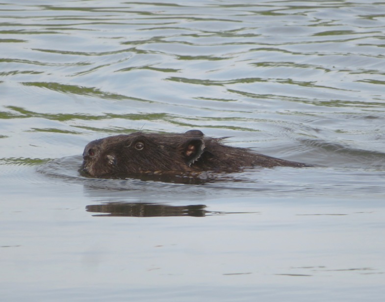 Side view showing the squared-off nose that is characteristic of beavers