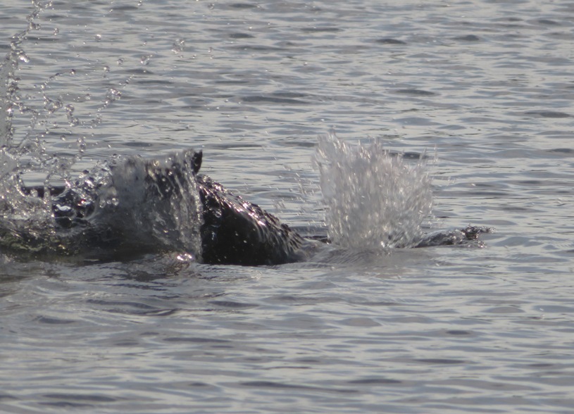 Beaver slapping its tail on the water before diving