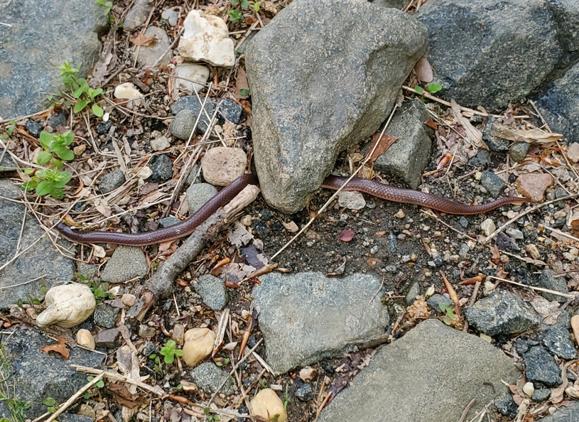 Work snake on the River Trail, by the Little Patuxent River, April 25, 2021